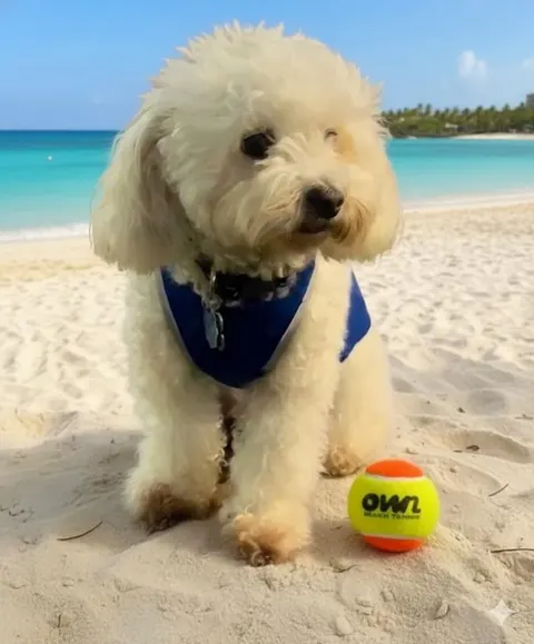 Own Beach Tennis Balls - foto 3